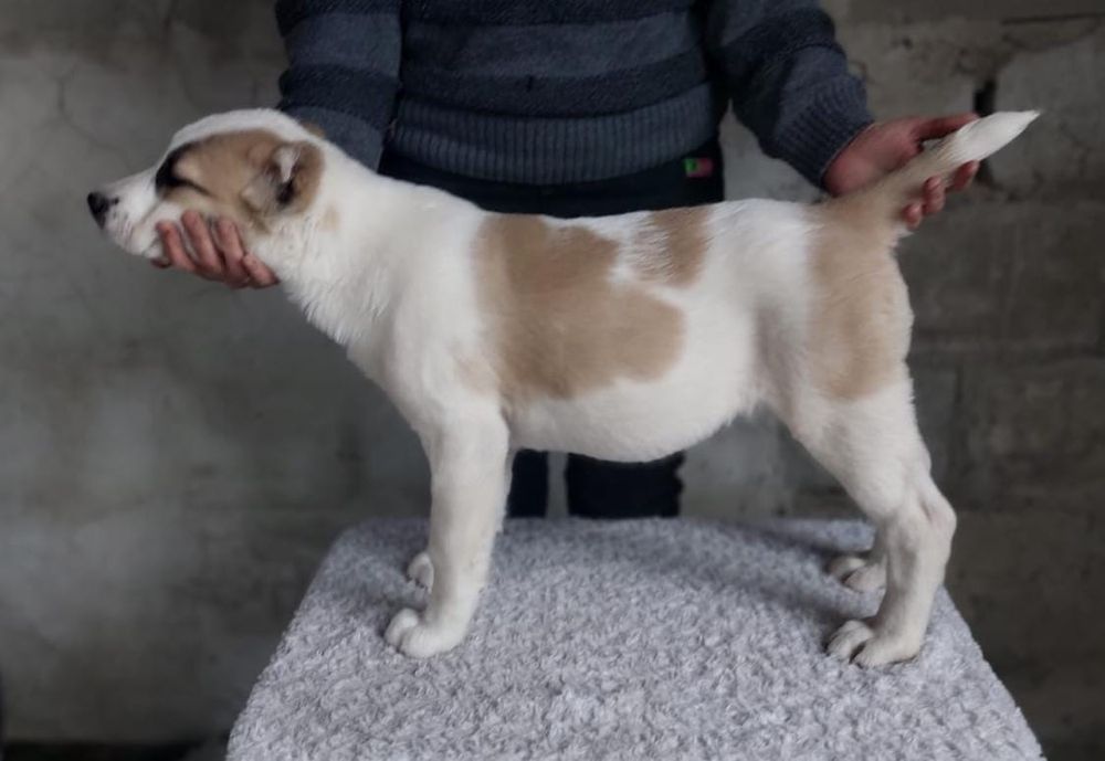 Предлагаются щенки САО