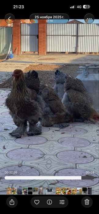 Куры, парода брама. Светлые