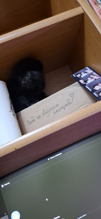 Котята в наличии