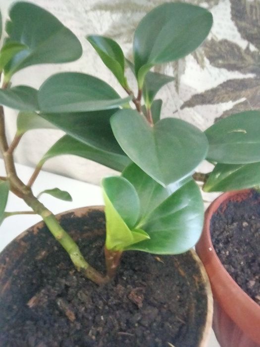 Комнатный цветок