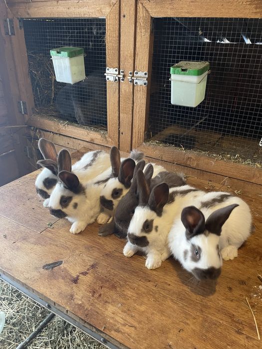 Pui fluture german havana