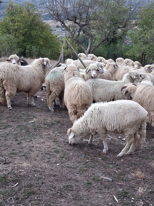 Oi bîle de vinzare