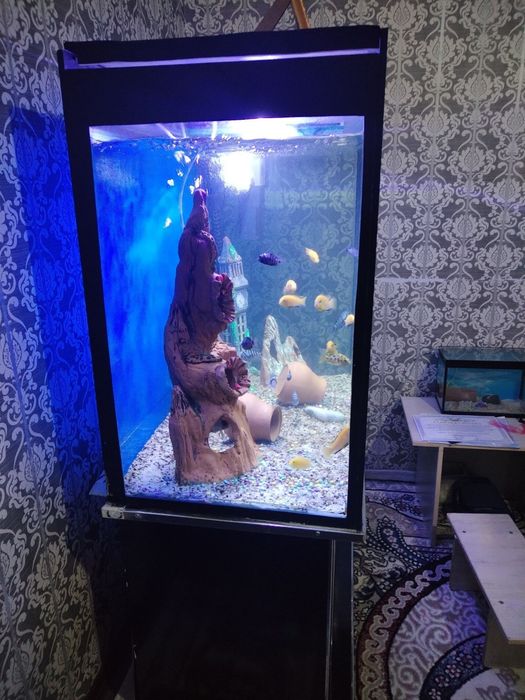Akvarium komplekt sotiladi