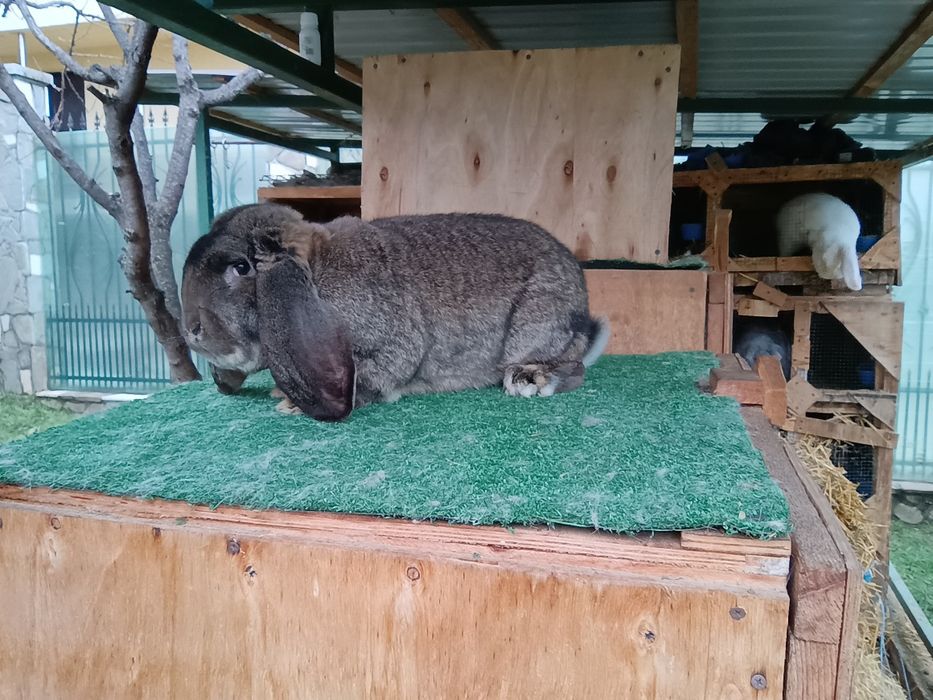 Iepuri din rasa uriaș german și berbec german