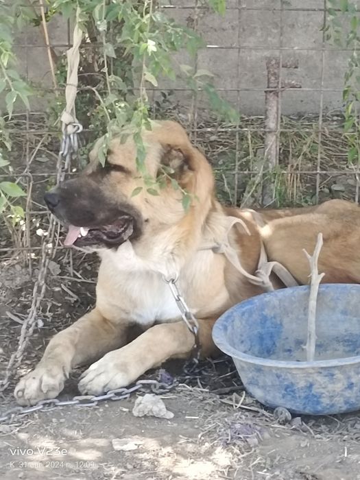 Алабай ит сатылады