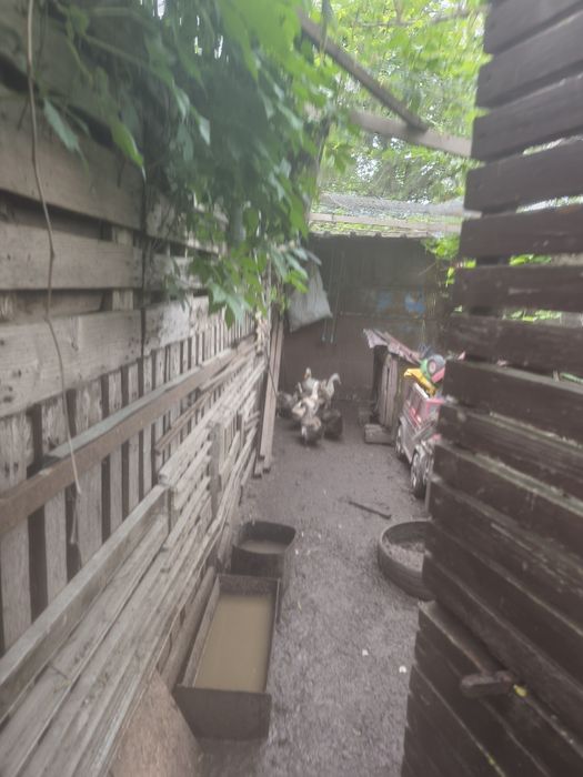 Vând 5 rate și un rățoi ( românești)de 1 an