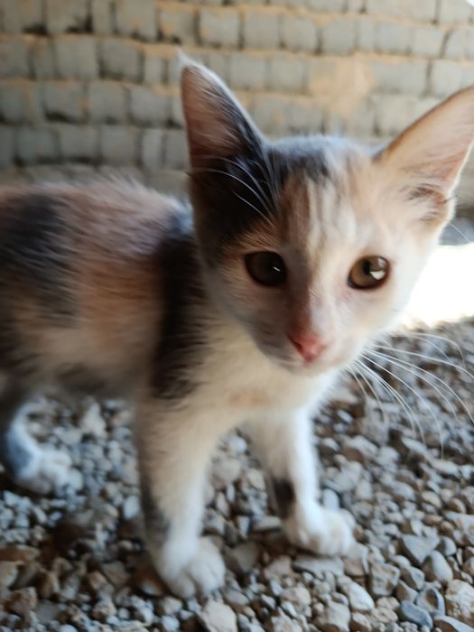 Котята, милые домашние