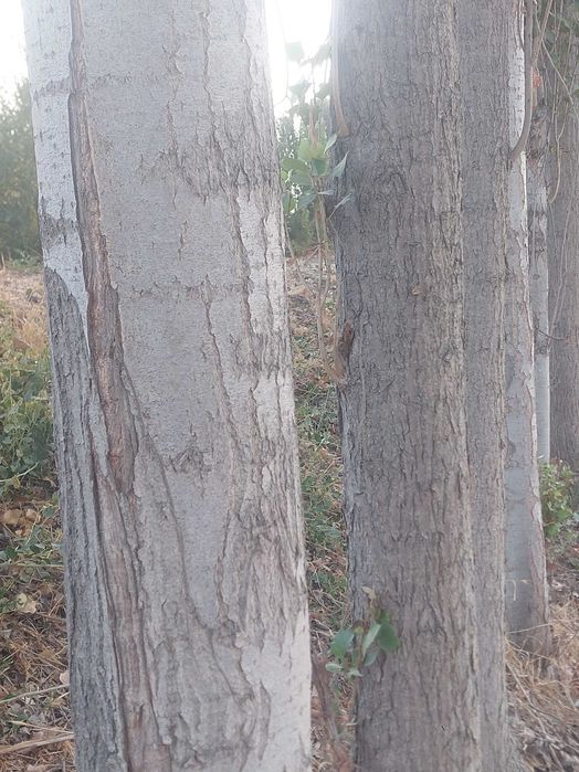 Sfatli Yetilgan Teraklar sotiladi