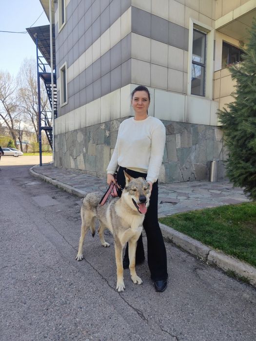 Кинолог, зоопсихолог