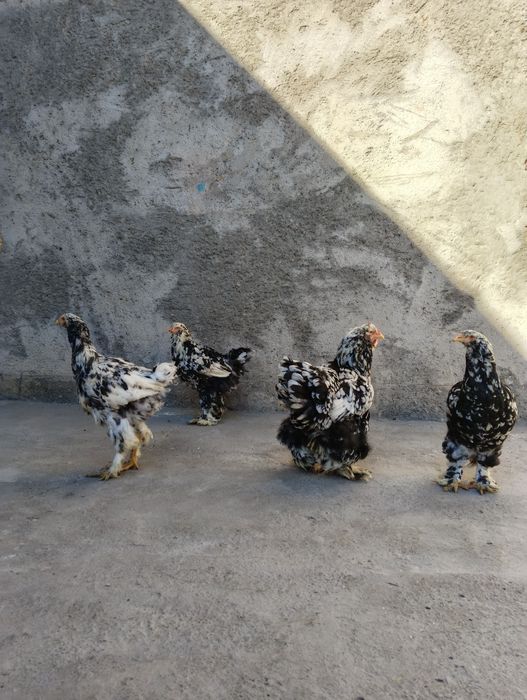 toza bramalar sotiladi