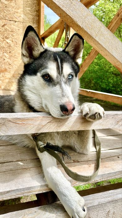 Кобель хаски для вязки