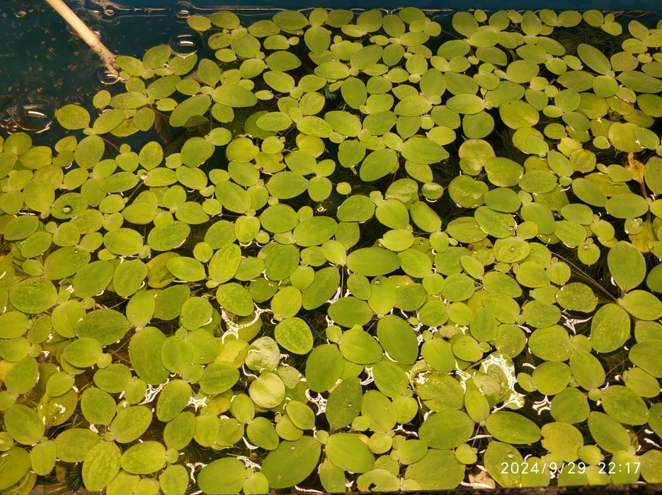 Аквариумные растения