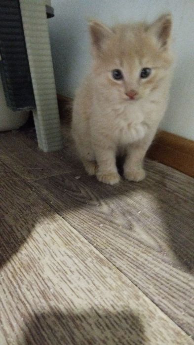Котята пристраиваются