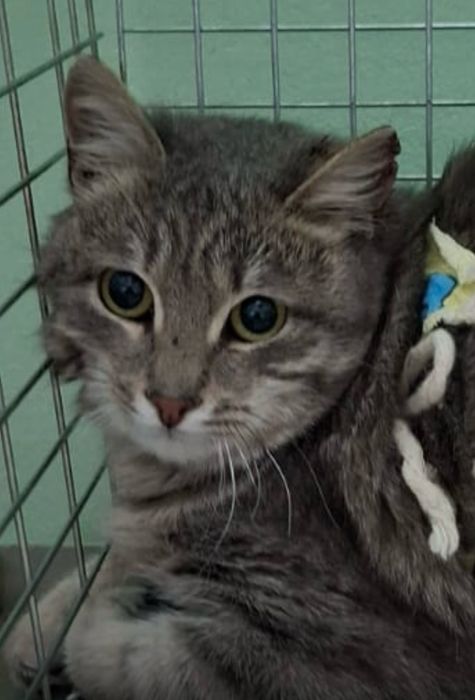 Кошки в добрые руки