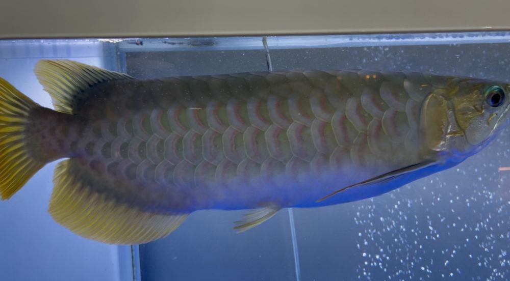 Продам рыбу Аравана