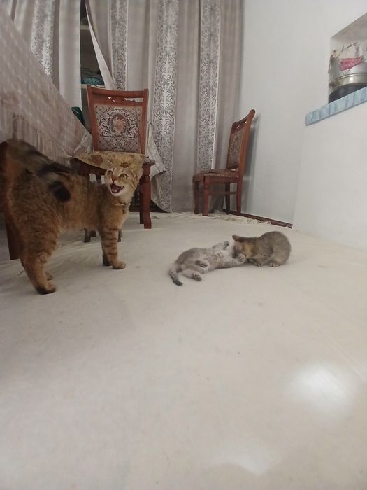 Кошка шотландский скотиш фолд ихнин мама 3 котят Малчики 1 месяц