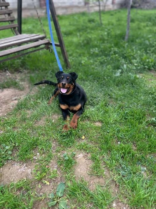 Ротвейлер щенки , 1год