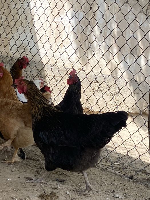 Тауықтар сатылады