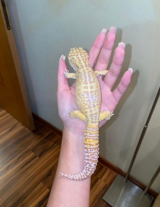 Эублефар Морфа Rainwater Albino