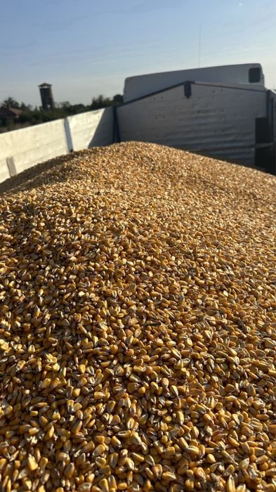 Porumb romanesc foarte uscat depozitat in hala  250 tone