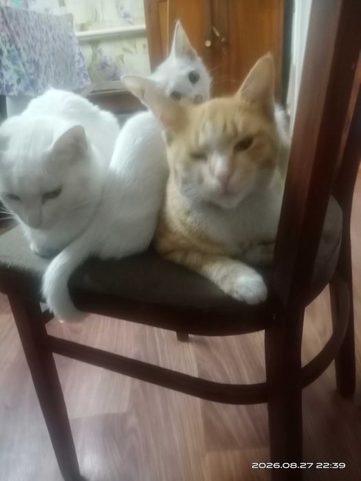 Очень красивые кошечки