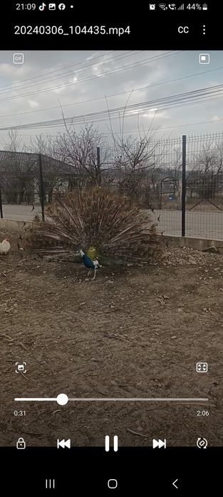 Pene de paun diferite culori