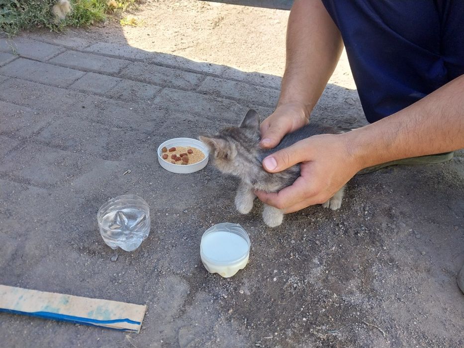 Котёнок в хорошие руки