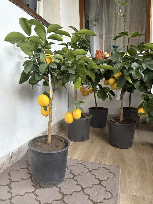 Vand lamai in ghiveci