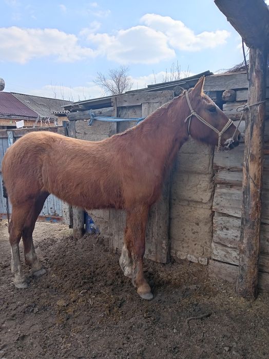 2 жасар байтал сатам