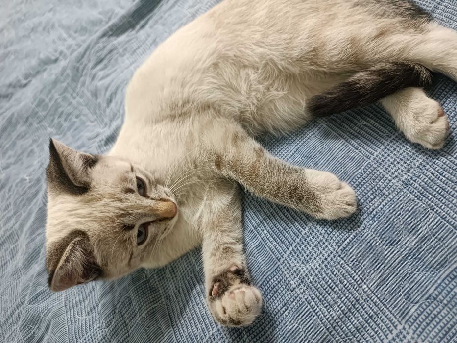 Отдам котят добрым людям