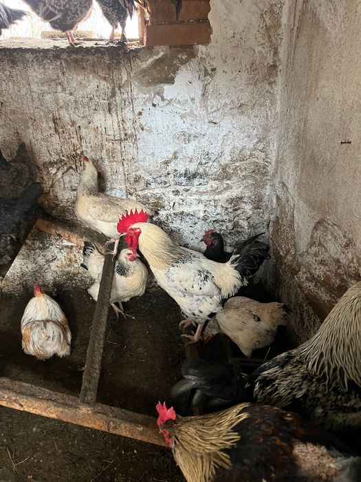 Петли Домашни на свободно гледане