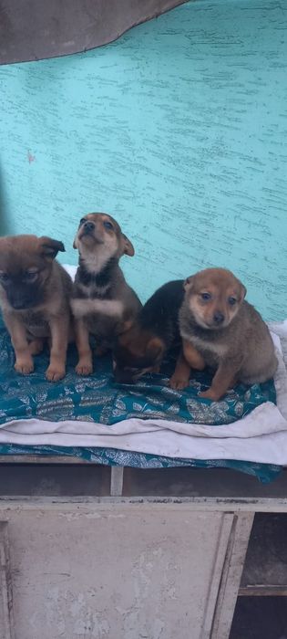 Щенки в добрые руки