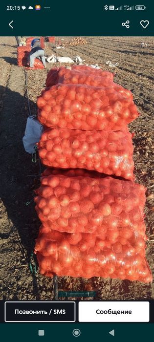 Продам лук средний