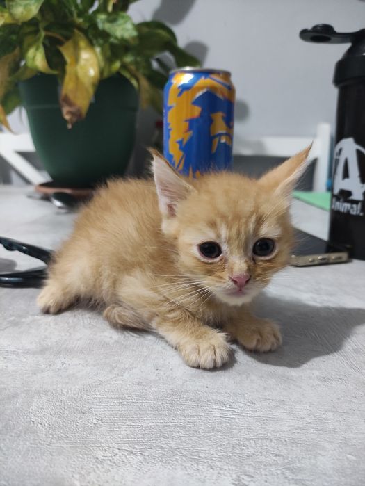 Котята скотшфолд и скотишстрайт
