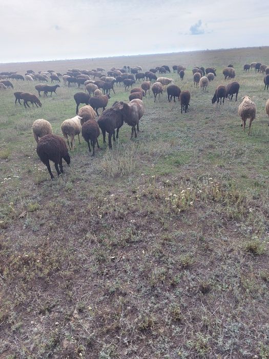 Астана илинка, семіз қойлар