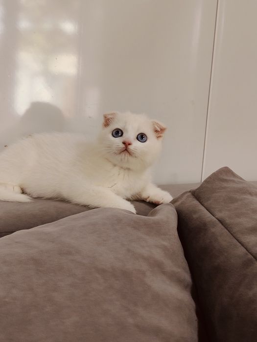 Котик белый Фолд клубный