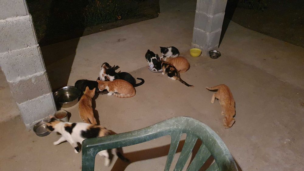 Малки котета – различни шарки