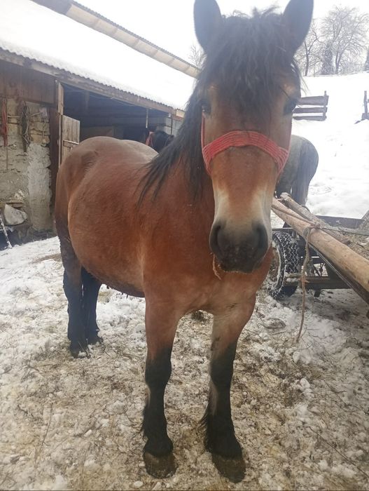 De vânzare mânză de 3 ani și cal de patru ani