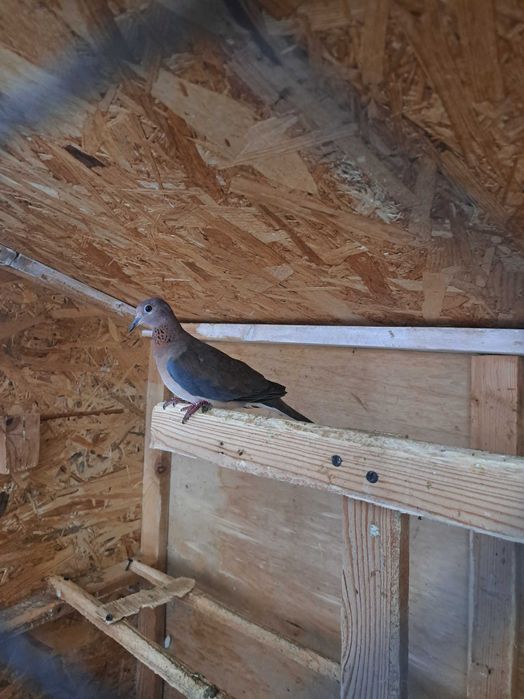 Turturele diamant și turturele senegal