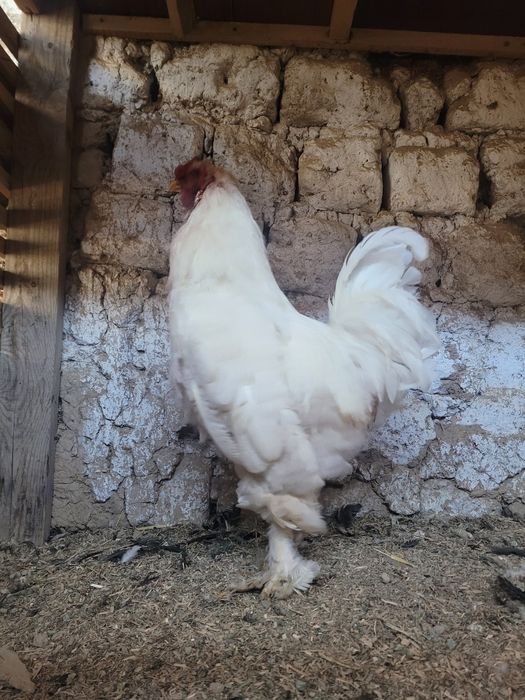 Brama xoroz va dakan xoroz