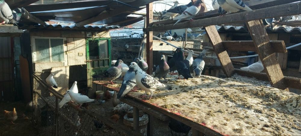 Vând porumbei.

- Porumbei gutani – 15 lei/bucată
- Porumbei voiajori – 25 lei/bucată

Crescuți în gospodărie, hrăniți natu