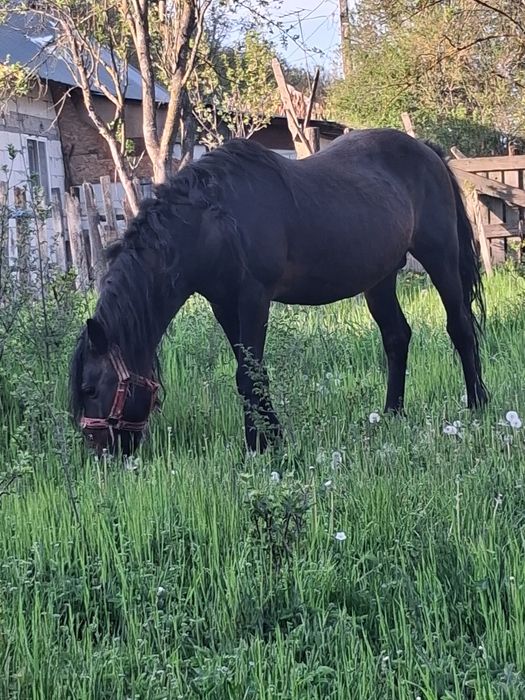 Armăsar de vânzare armasar   vârstă 13 ani  preț 7000 de lei nu sunați inutil nr de tel 0768101160  sau 0734901678 sau mesaj pe whapp la ambele nr ...