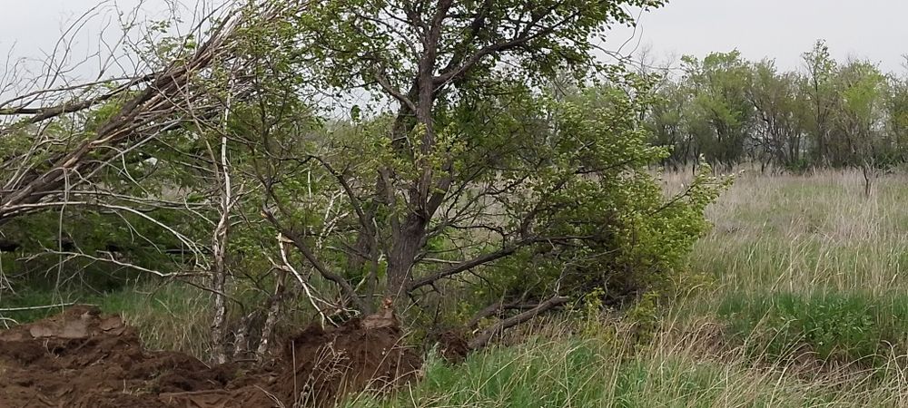 Дрова без платна агаш