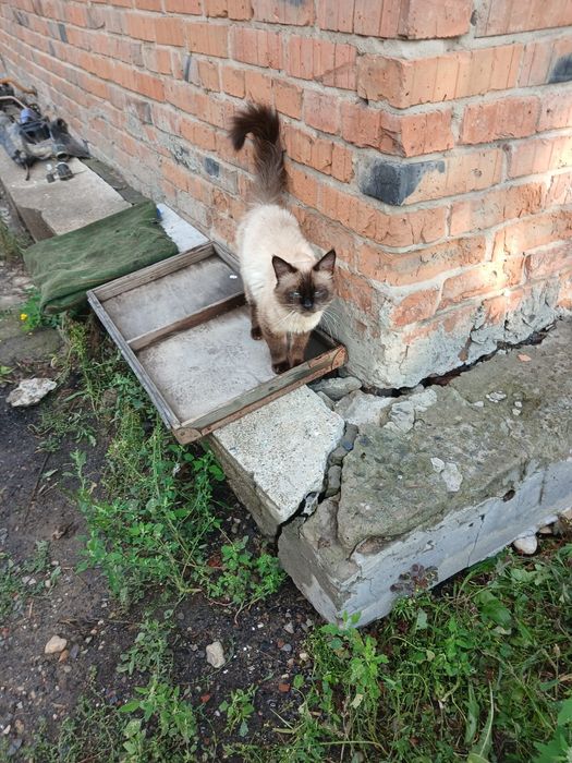 Отдам котика 9 месяцев