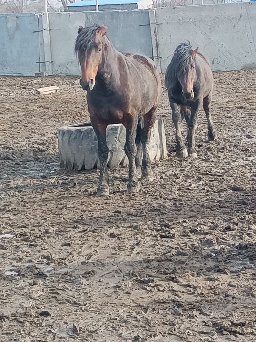 Продам новоалтайскихжеребцов