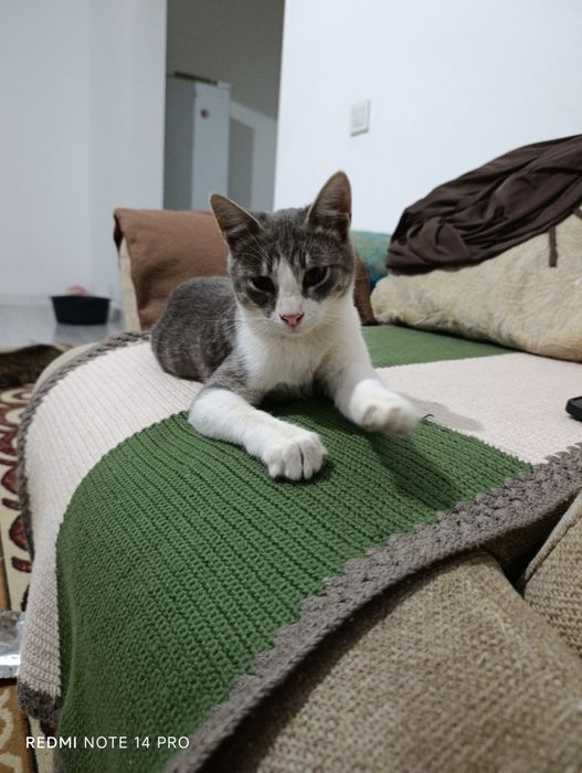 Котенок в добрые руки