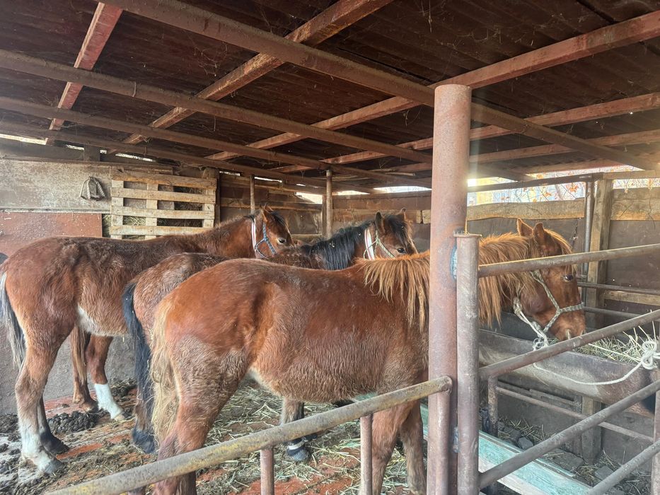 Полтарашкалар сатылады