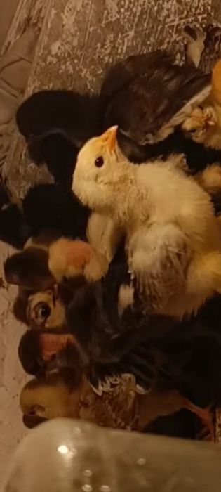 Продаю двухнедельных цыплят