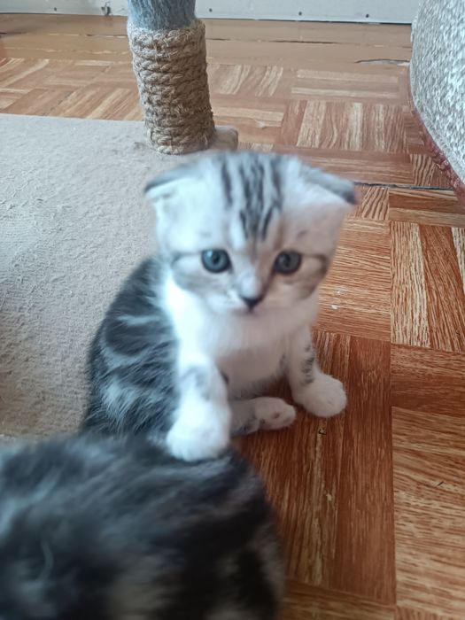 Продаю Скотиш фолд