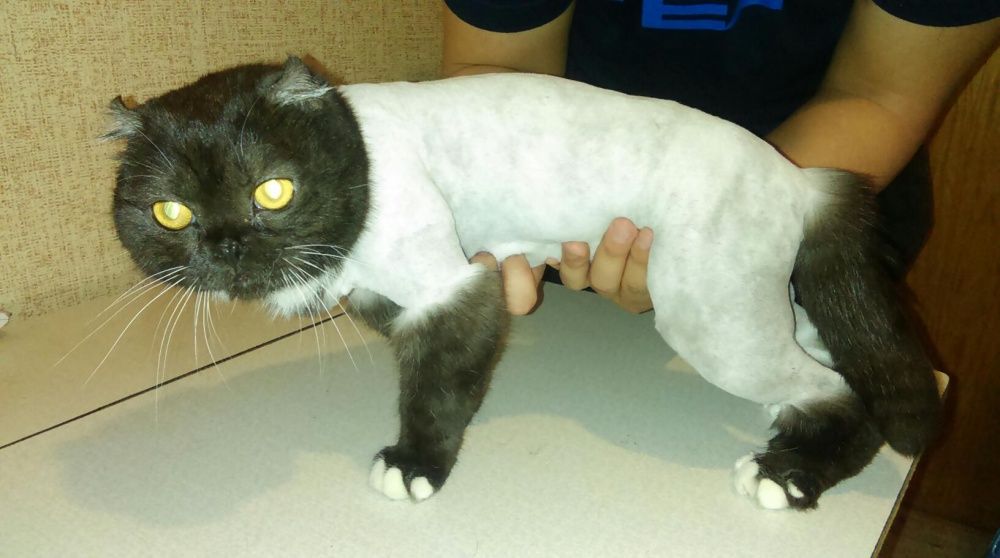 Кошки, срижка , купание и т.д.